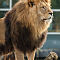 Lion Hellabrunn