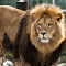 Lion Hellabrunn