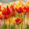 Tulips botanic garden