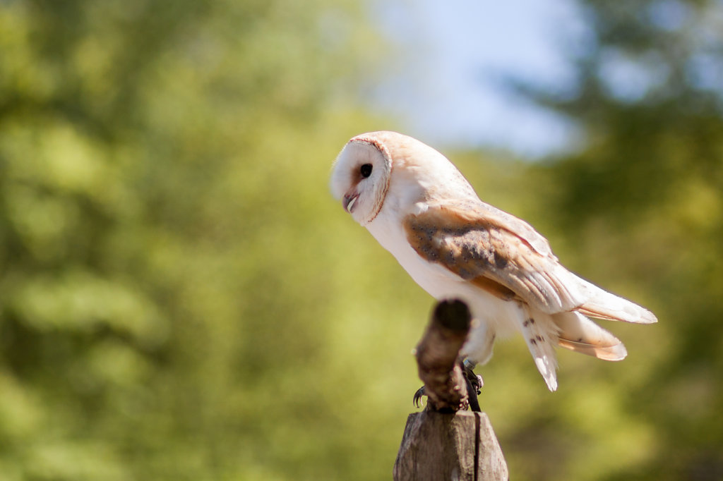 Owl Hellabrunn