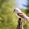 Owl Hellabrunn