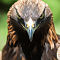 Eagle Hellabrunn