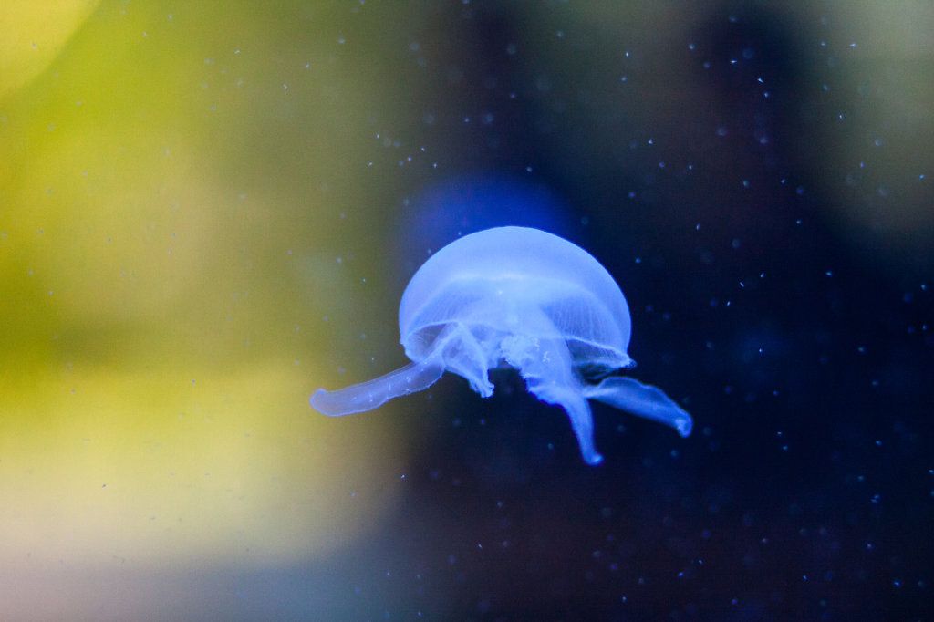 Jellyfish Hellabrunn
